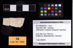 Foto (Objekt + Etikett) von Paguridae indet.  (NHMW-GEO-2017-0093-0018)